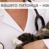 Ветеринарная клиника №1 Фото 2 на проекте VetSpravka.ru